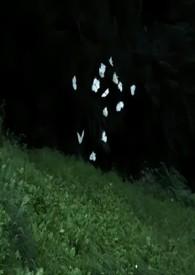 权臣的瘦马通房 晋江
